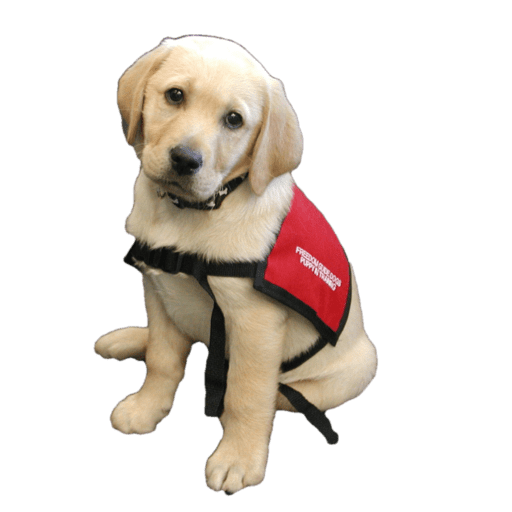 guide dogs volunteer information point