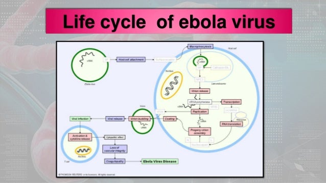 life cycle of ebola virus pdf